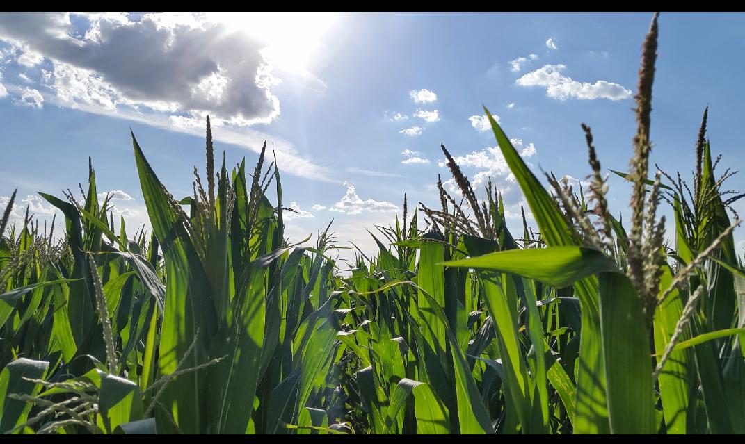Trabajos de campo